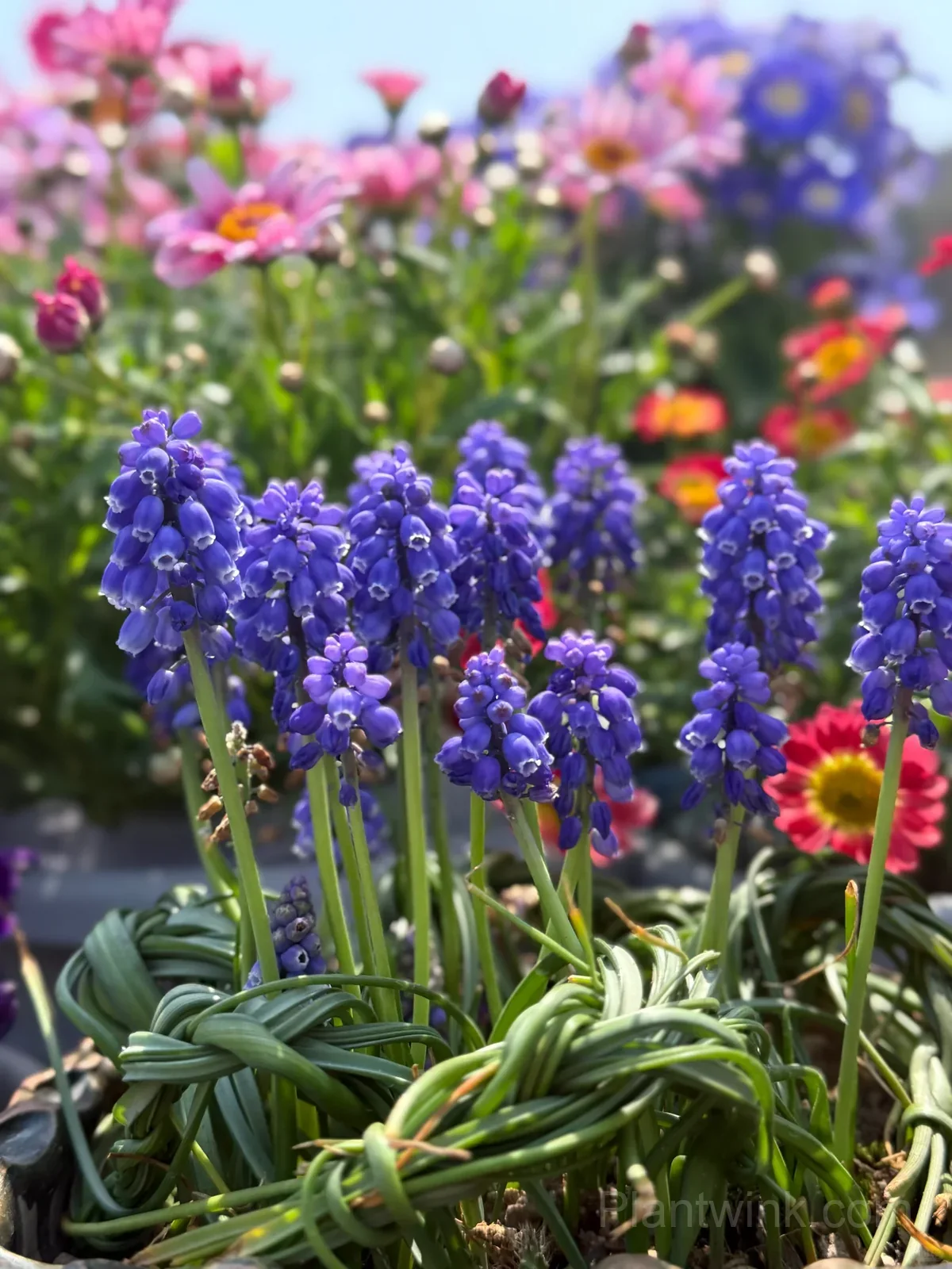 Grape Hyacinth Bulbs (Muscari) – Fragrant Blue Spring Flowers for Garden, Pots & Borders detail manual selection