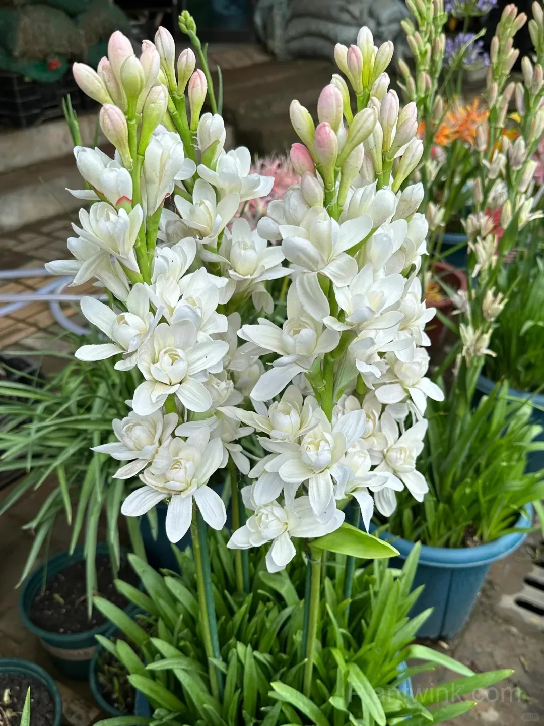 Tuberose Bulbs – Intensely Fragrant White Spikes for Night Gardens, Patio Planters & Perfume-Inspired Bouquets - View 4