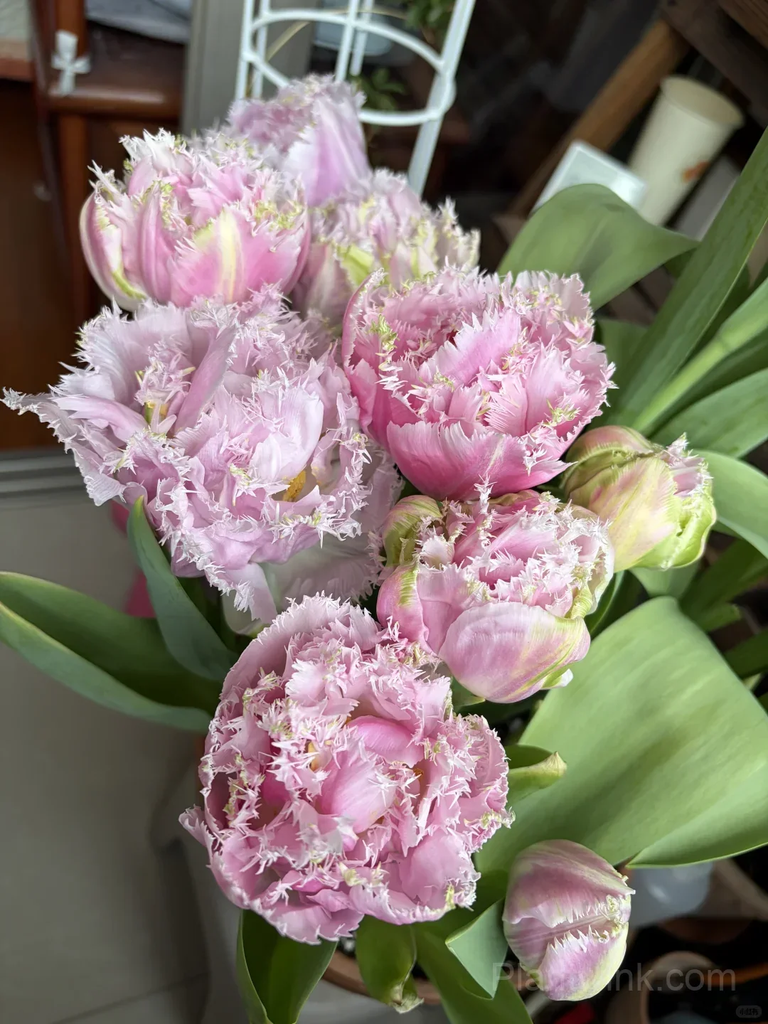Pink Fringed Tulip Bulbs – Elegant Double-Layered Petals for Garden & Patio - View 2