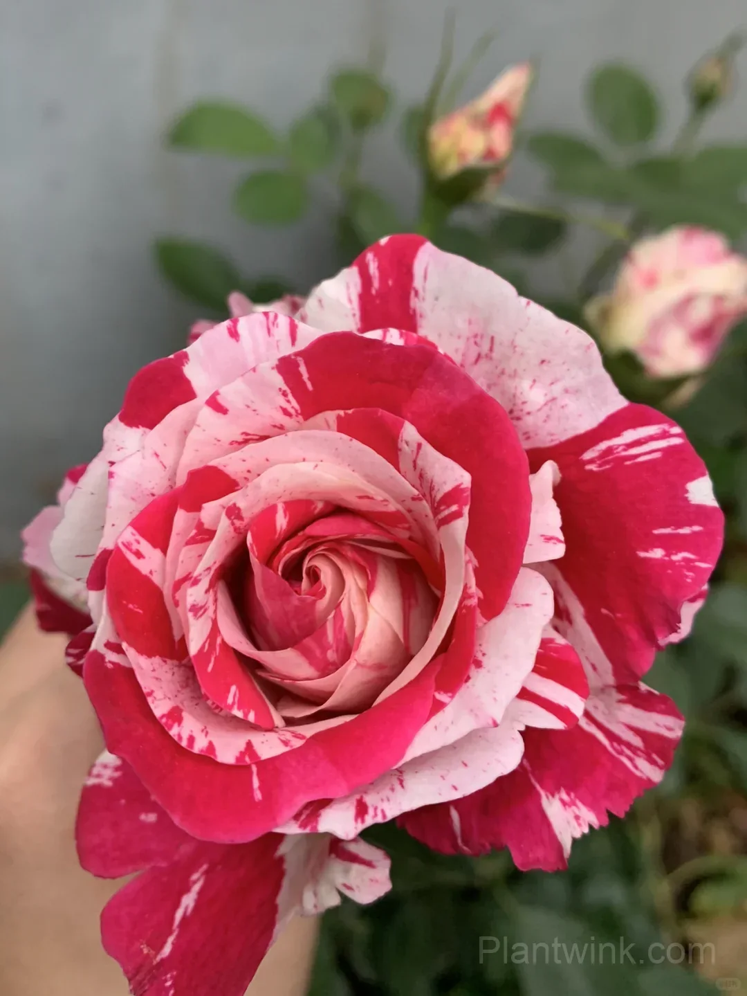 Vintage Pink Rose Seeds – Elegant Double Roses for Garden, Patio & Home Growing detail manual selection