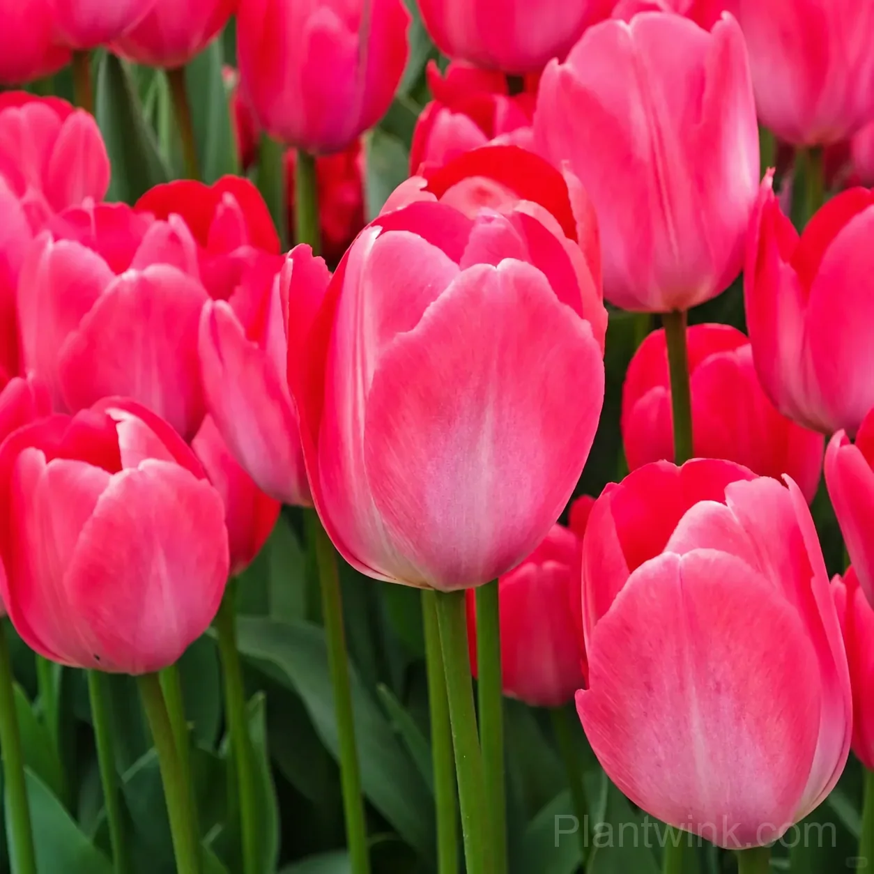 Pink & White Tulip Bulbs, Beautiful Pink Tulip Flowers for Garden, Patio & Pots detail manual selection