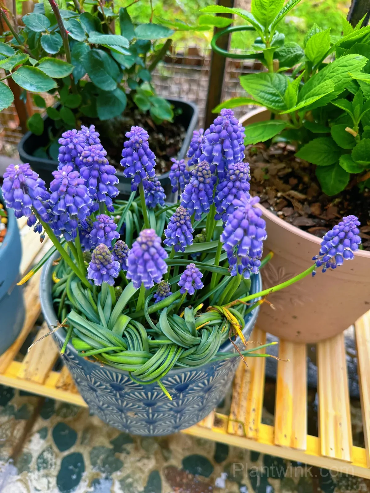 Grape Hyacinth Bulbs (Muscari) – Fragrant Blue Spring Flowers for Garden, Pots & Borders - View 1