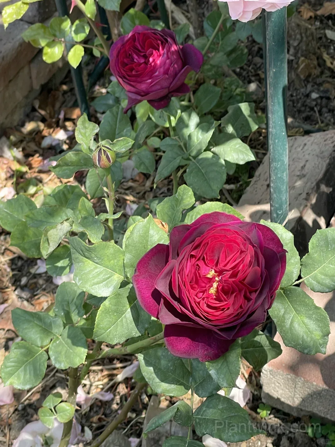 Deep Purple Rose Seeds – Elegant Double Blooms, Easy to Grow - View 2