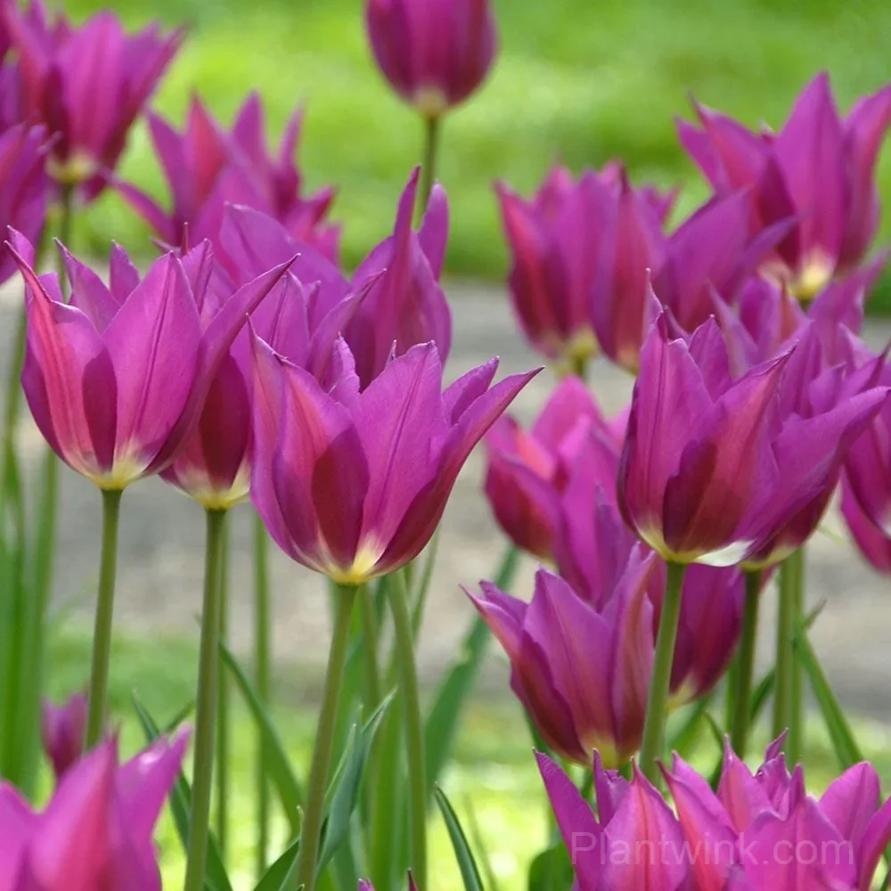 Purple Lily-Flowered Tulip Bulbs – Elegant Pointed Petals - View 2