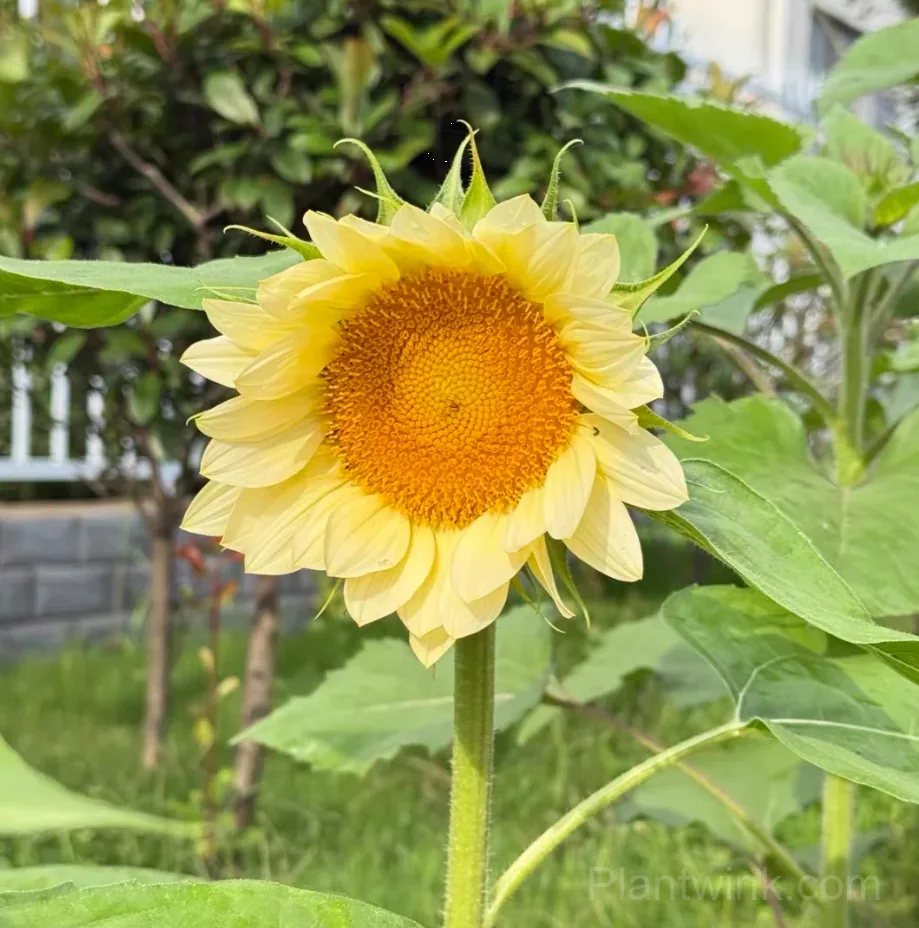 Cream Sunflower Seeds – Soft Yellow Blooms, Easy to Grow & High Germination - View 3