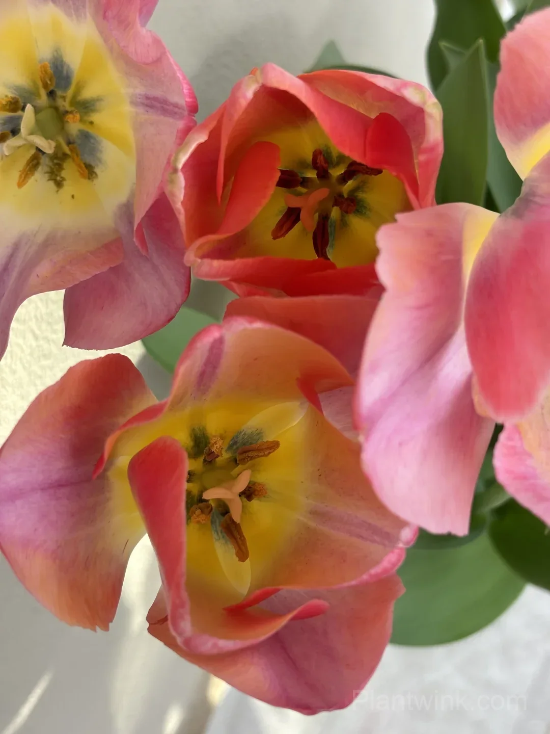 Peach Pink Tulip Bulbs – Coral Orange Flowering Tulips for Garden, Pots & Patio - View 9