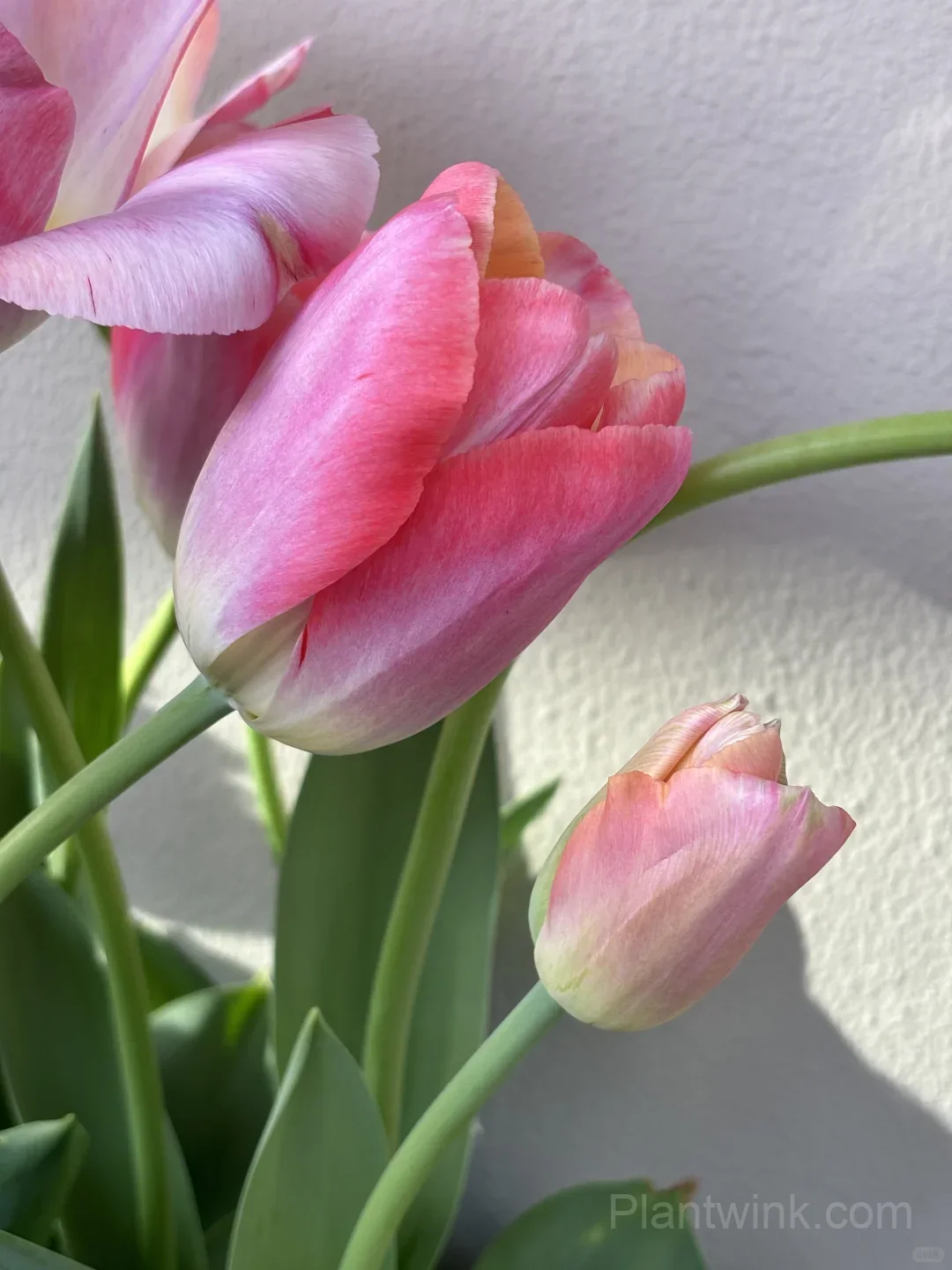 Peach Pink Tulip Bulbs – Coral Orange Flowering Tulips for Garden, Pots & Patio detail manual selection