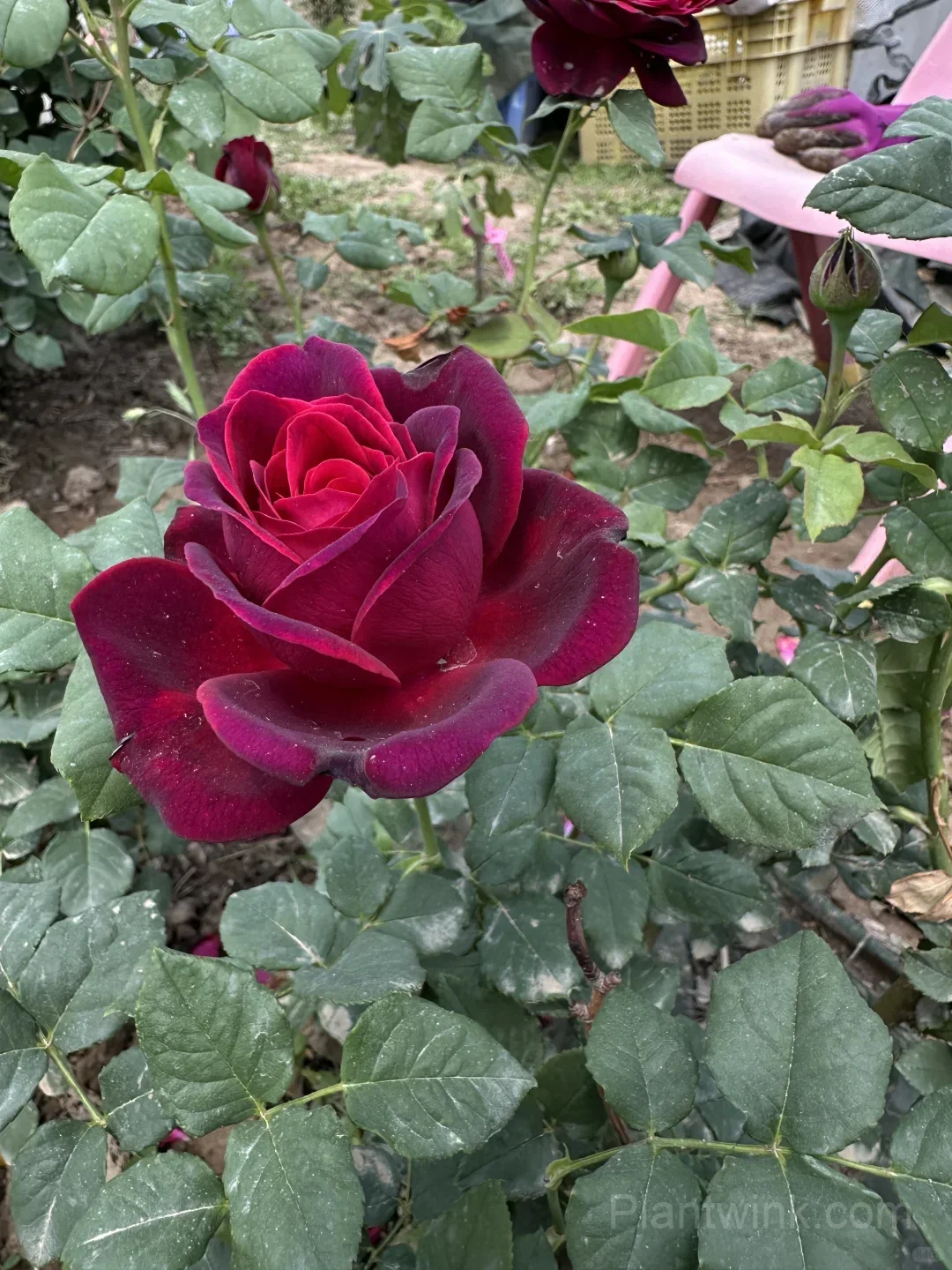 Deep Purple Rose Seeds – Elegant Double Blooms, Easy to Grow detail manual selection