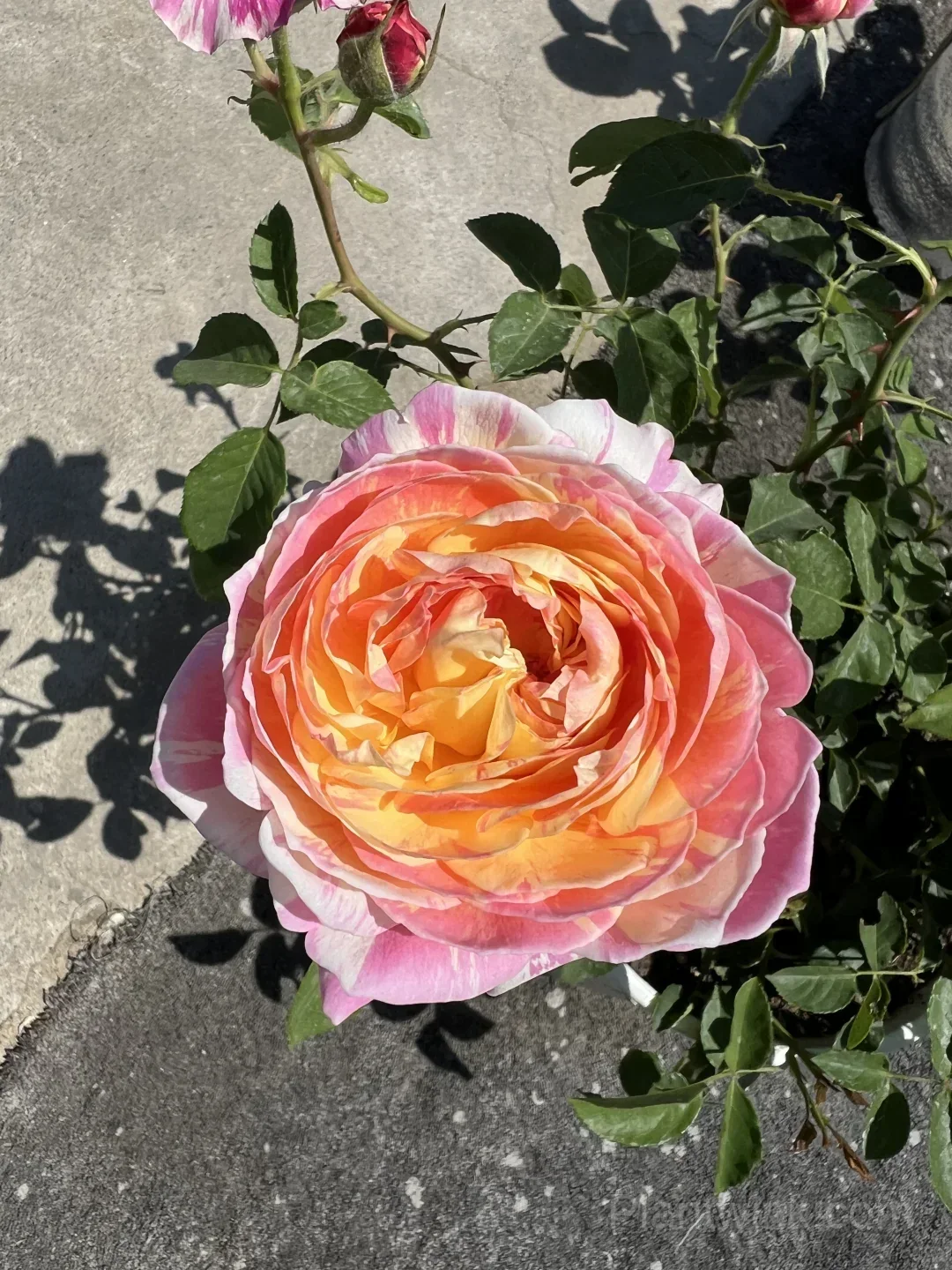 Monet Rose Seeds – Pink & Yellow Striped Roses for Garden, Patio & Home Growing - View 4