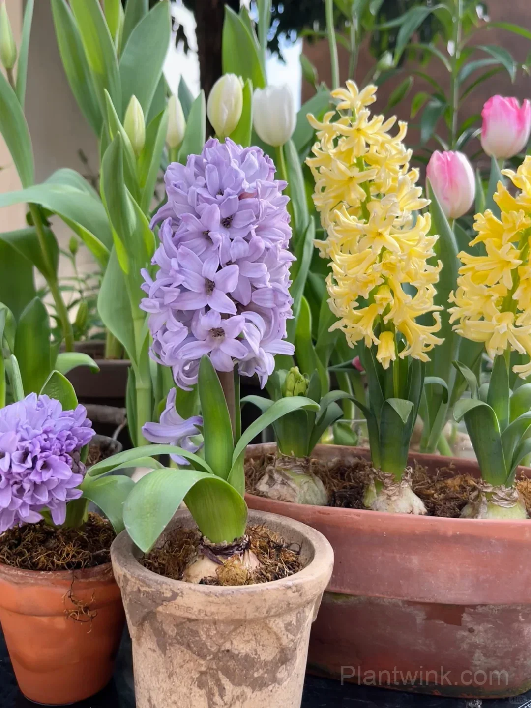 Hyacinth Bulbs – Fragrant Spring Flowers for Garden, Pots & Indoor Planting - View 1