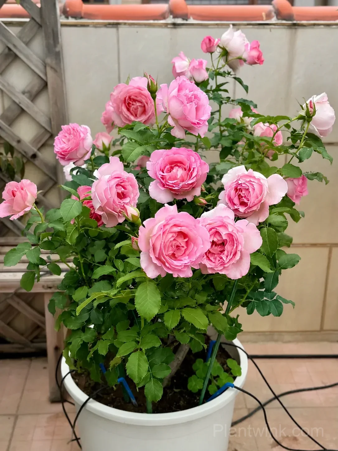 Pink Rose Seeds – Large Ruffled Double Roses for Garden, Patio & Home Growing - View 4