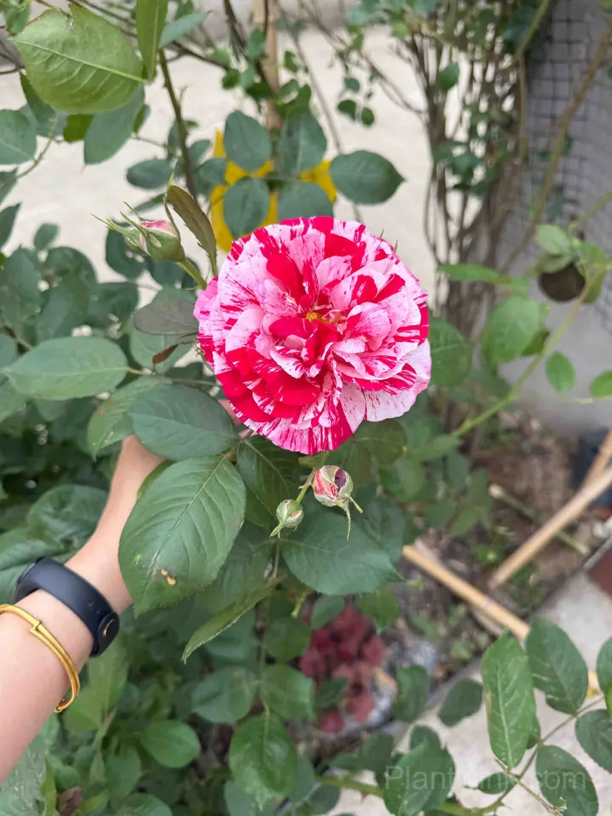 Vintage Pink Rose Seeds – Elegant Double Roses for Garden, Patio & Home Growing - View 2