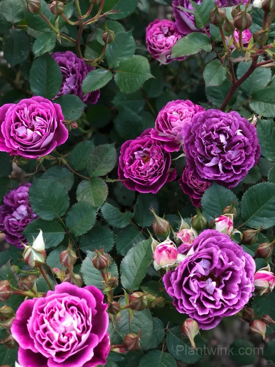 Deep Purple Rose Seeds – Magenta-Violet Double Blooms, Easy to Grow detail manual selection