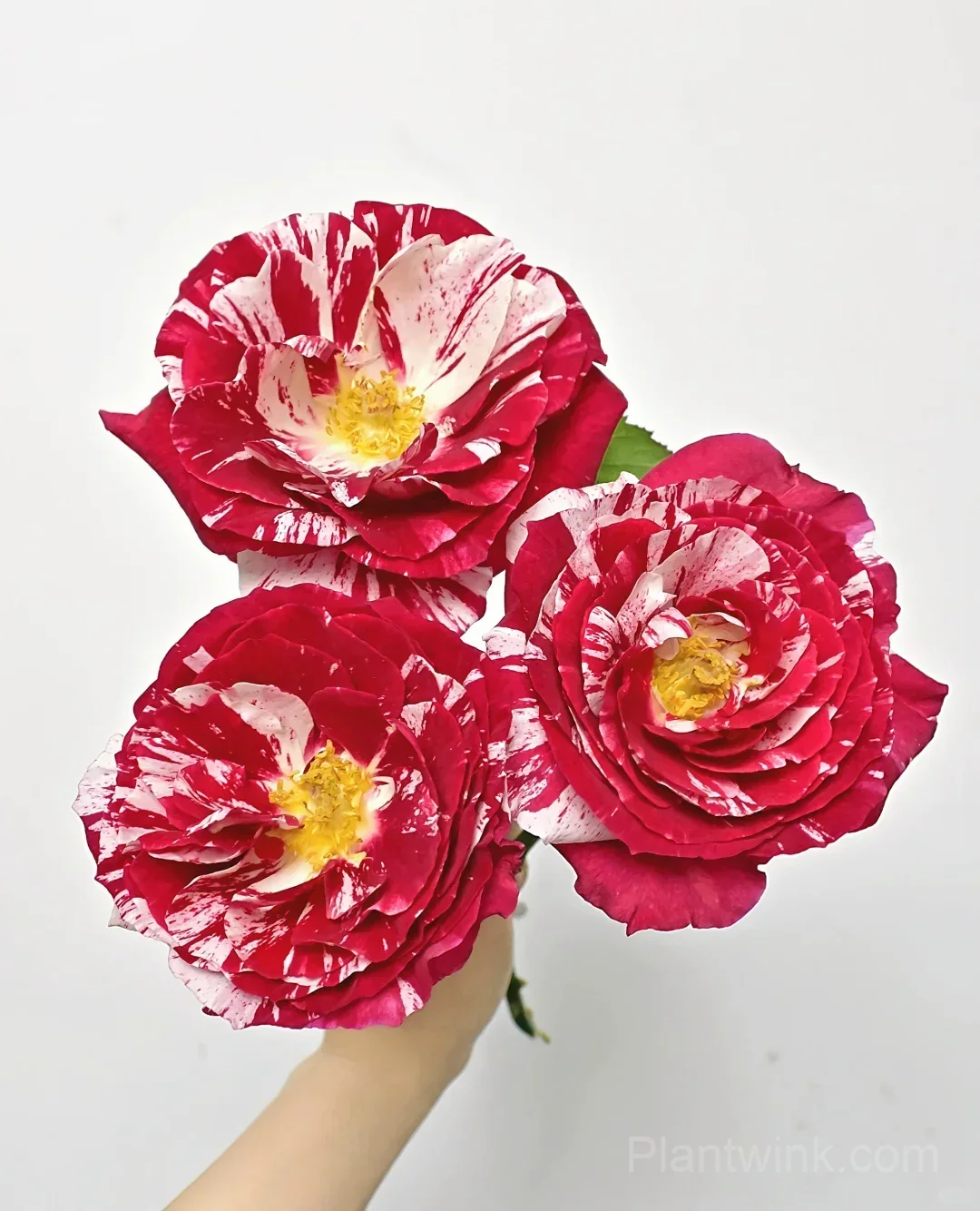 Vintage Pink Rose Seeds – Elegant Double Roses for Garden, Patio & Home Growing detail manual selection