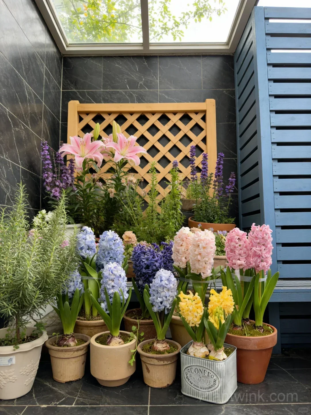 Hyacinth Bulbs – Fragrant Spring Flowers for Garden, Pots & Indoor Planting - View 2