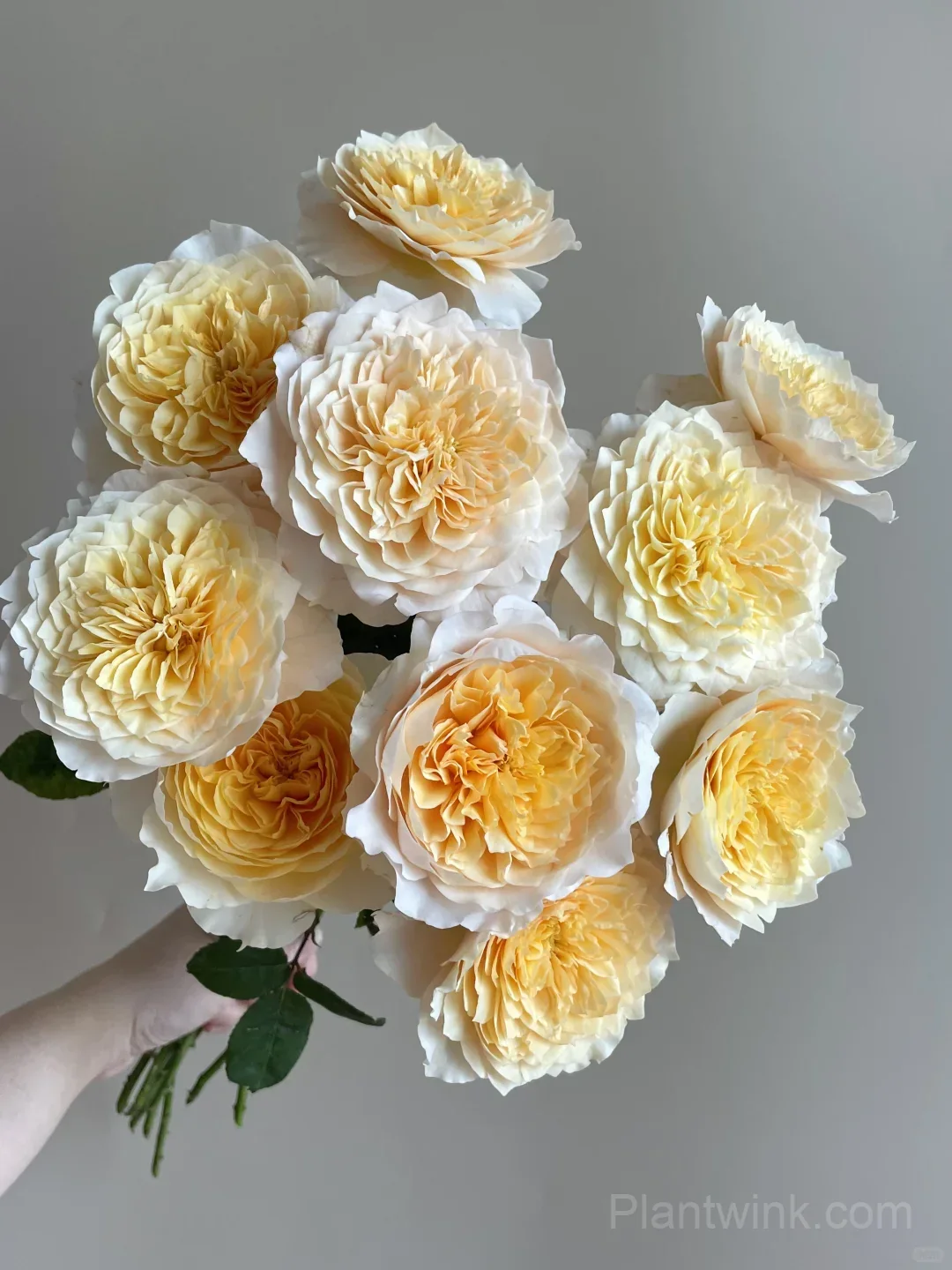Creamy Yellow Rose Seeds – Golden Double Roses for Garden, Patio & Home Growing detail manual selection