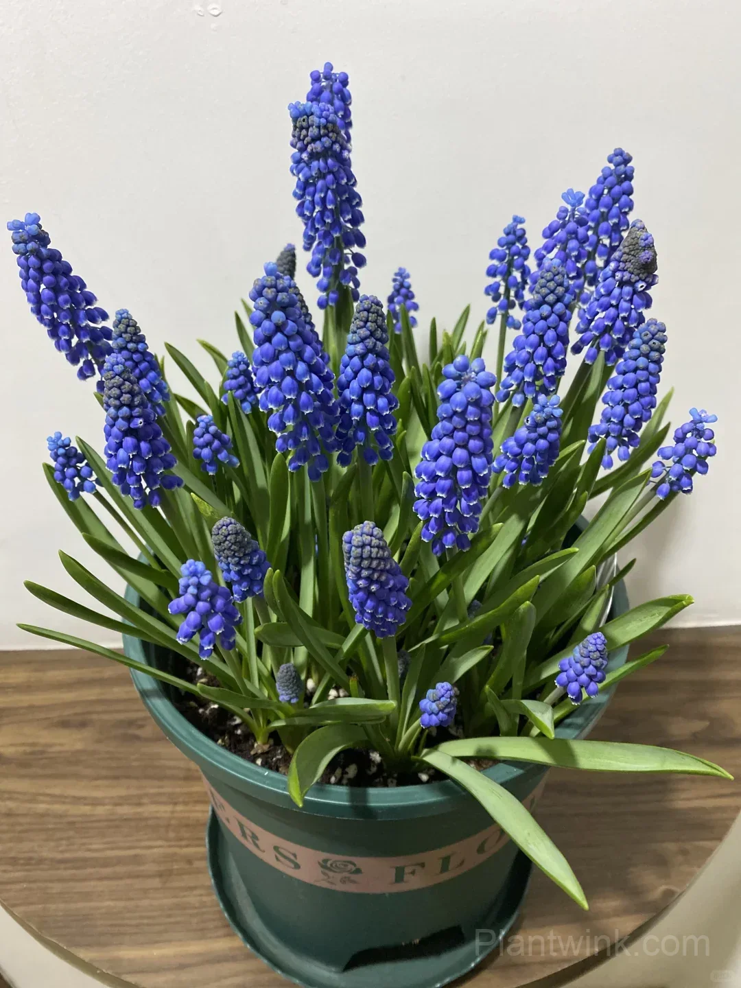Grape Hyacinth Bulbs (Muscari) – Fragrant Blue Spring Flowers for Garden, Pots & Borders - View 7