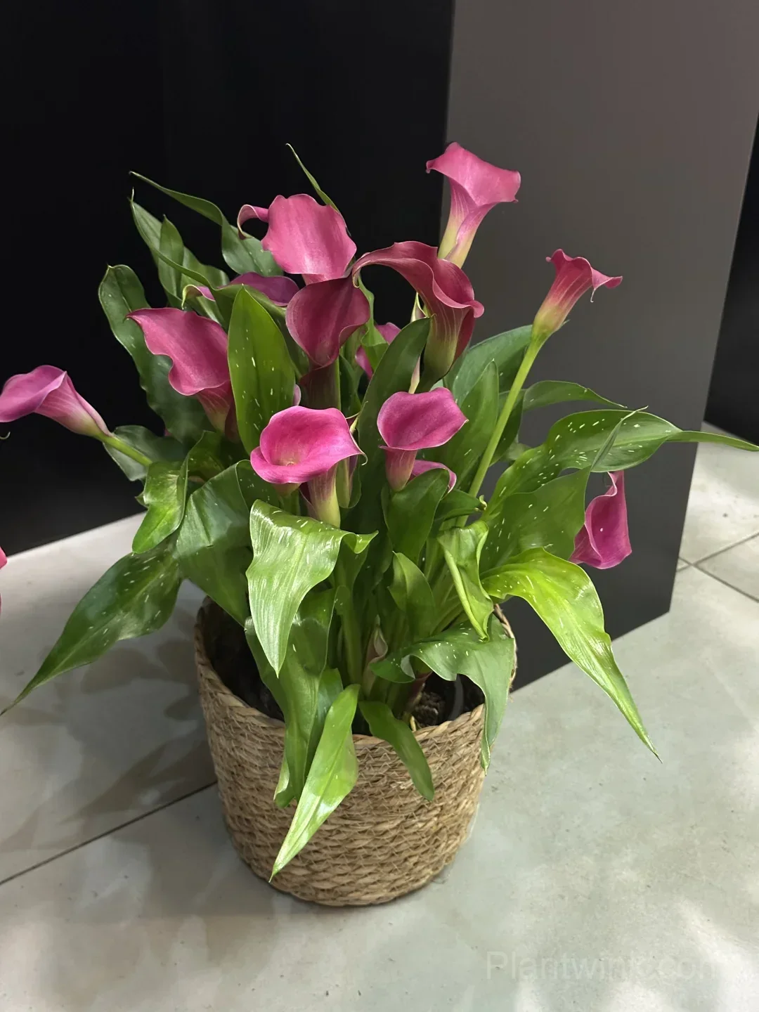 Calla Lily Bulbs – Elegant Trumpet-Shaped Blooms for Garden Beds, Patio Containers & Cut Flower Arrangements detail manual selection