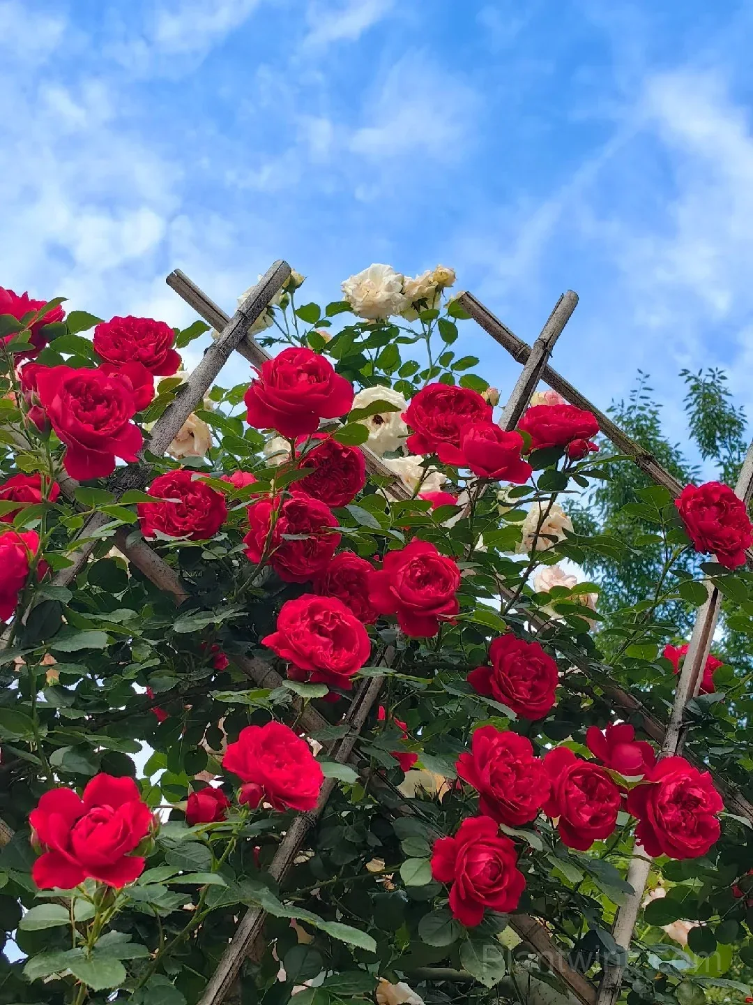Florentina Rose Seeds – Climbing Red Roses for Garden, Trellis & Home Growing detail manual selection