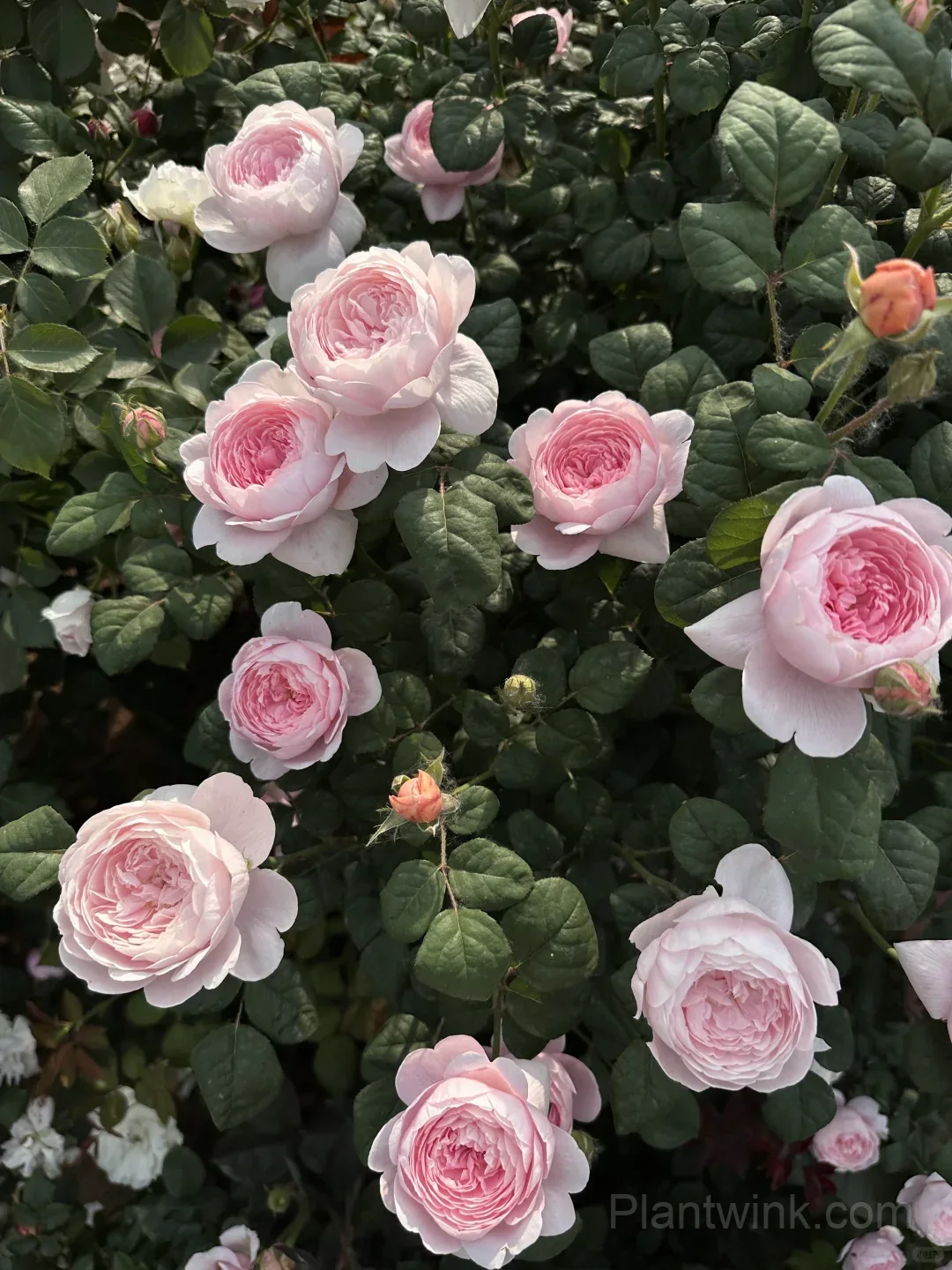 Queen of Sweden Rose Seeds – Soft Pink Roses for Garden, Patio & Home Growing - View 4