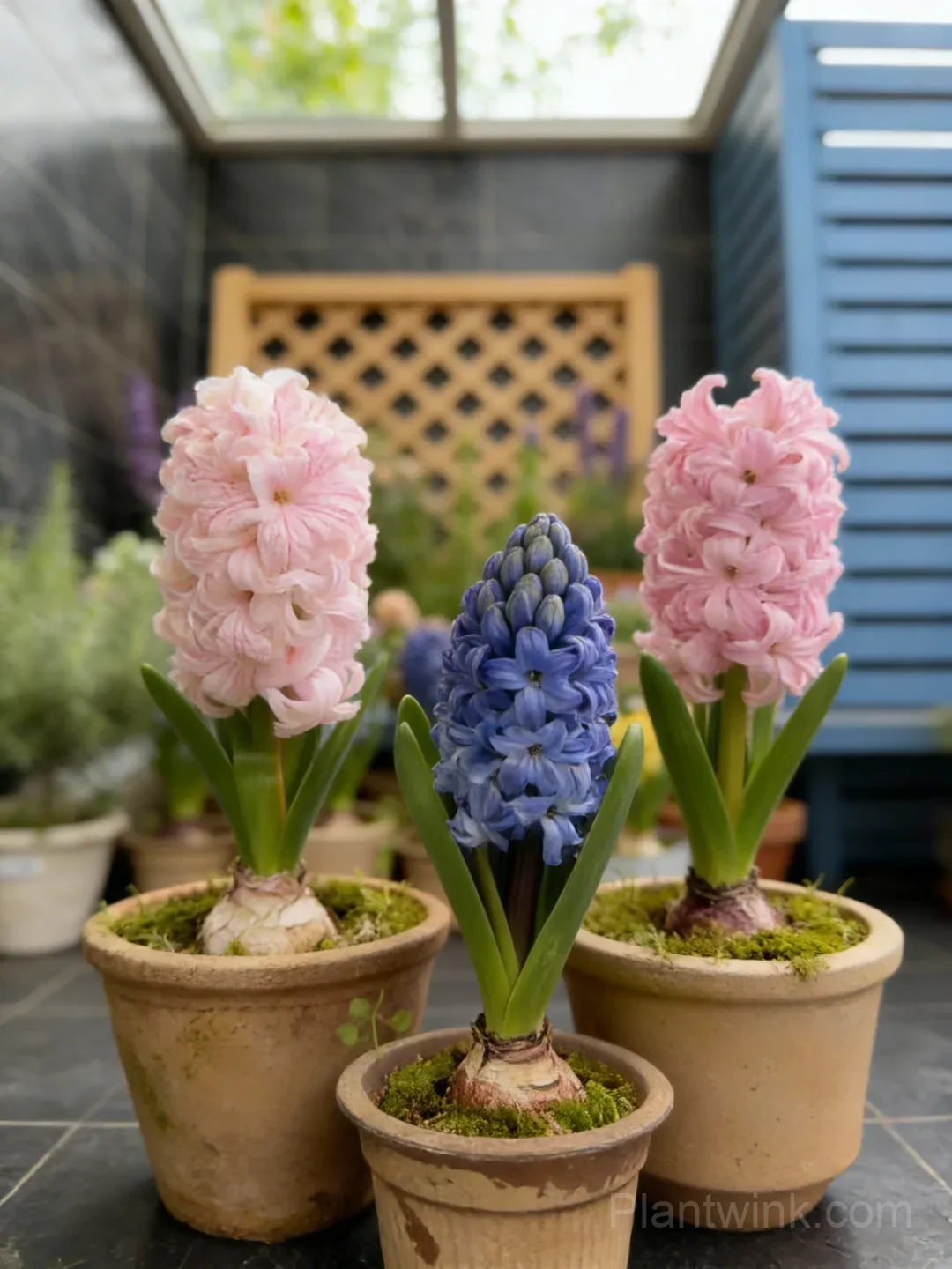 Hyacinth Bulbs – Fragrant Spring Flowers for Garden, Pots & Indoor Planting detail manual selection