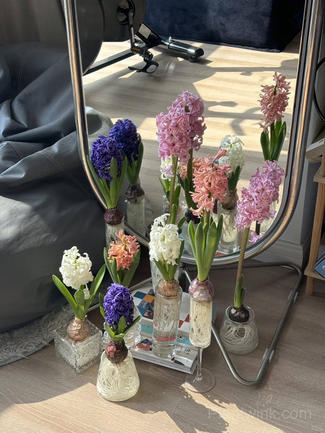 Hyacinth Bulbs – Fragrant Spring Flowers for Garden, Pots & Indoor Planting detail manual selection
