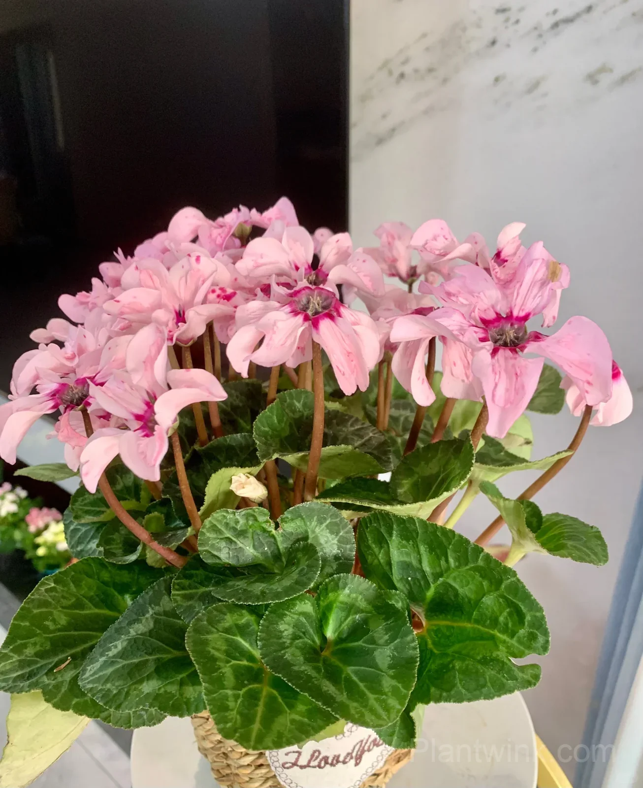 Cyclamen Bulbs– Easy-to-Grow Winter Bloomers for Indoor Pots, Balcony Planters & Holiday Decor - View 2