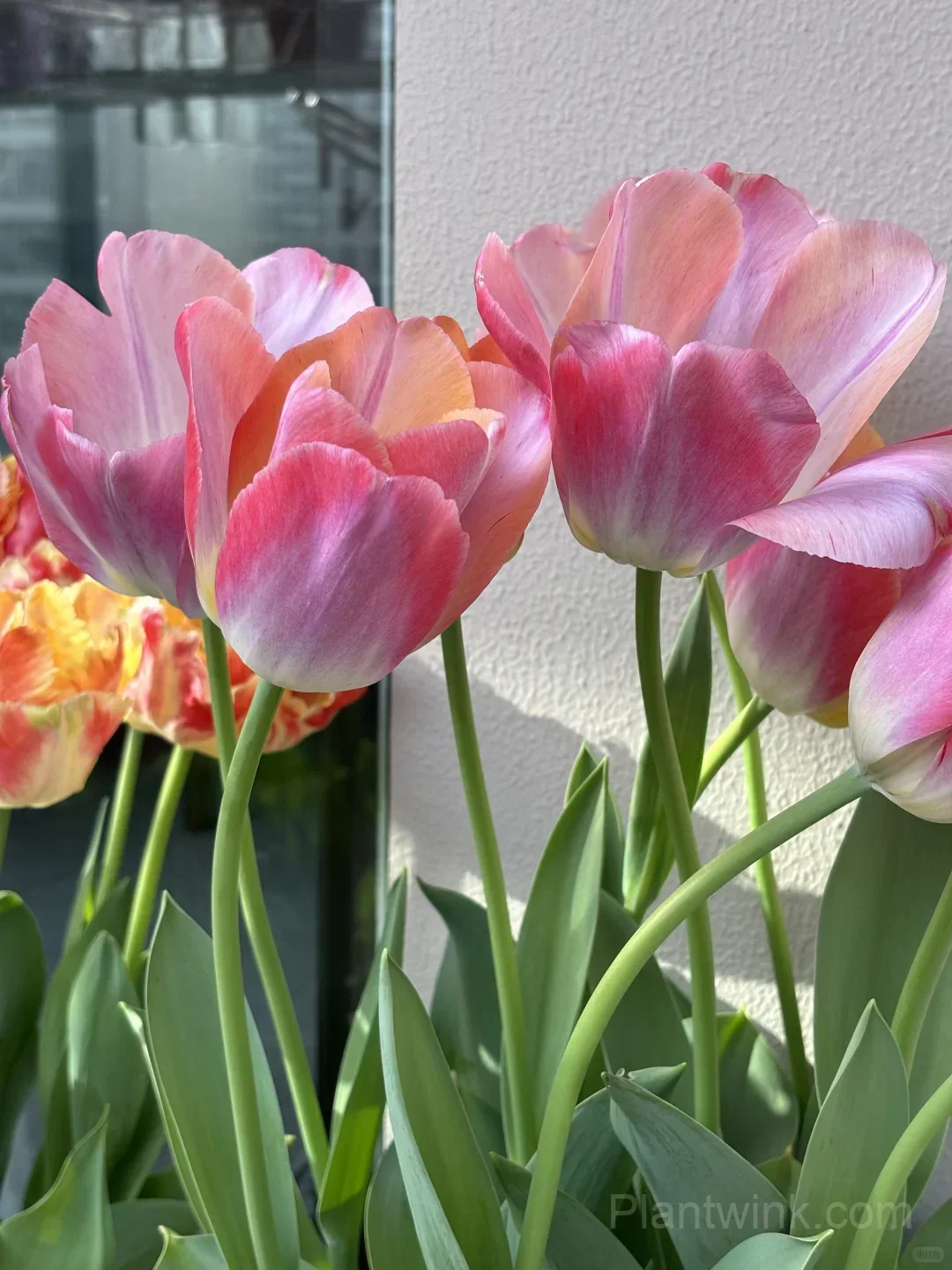 Peach Pink Tulip Bulbs – Coral Orange Flowering Tulips for Garden, Pots & Patio detail manual selection