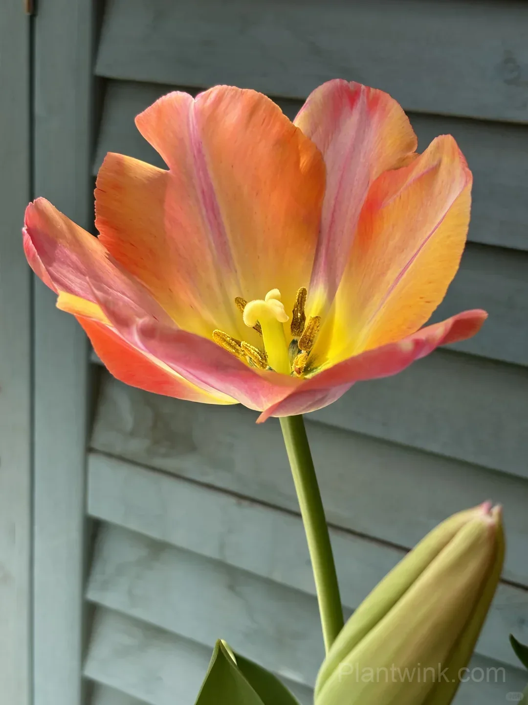 Peach Pink Tulip Bulbs – Coral Orange Flowering Tulips for Garden, Pots & Patio - View 4