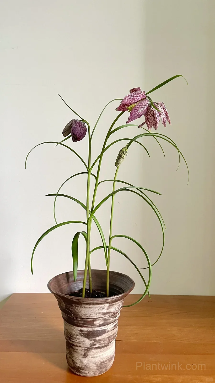 Fritillaria Meleagris Bulbs – Unique Checkered Spring Flowers for Gardens, Containers & Naturalizing - View 3