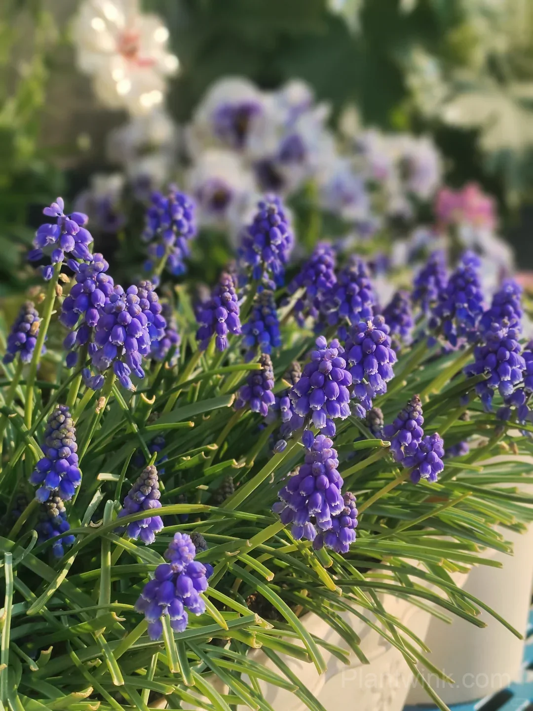 Grape Hyacinth Bulbs (Muscari) – Fragrant Blue Spring Flowers for Garden, Pots & Borders - View 5