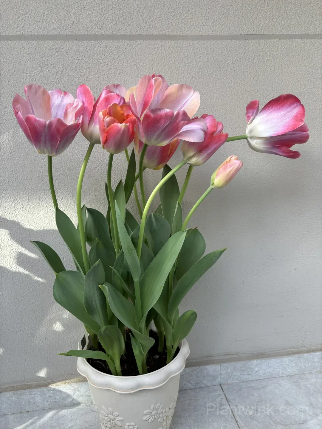 Peach Pink Tulip Bulbs – Coral Orange Flowering Tulips for Garden, Pots & Patio - View 5