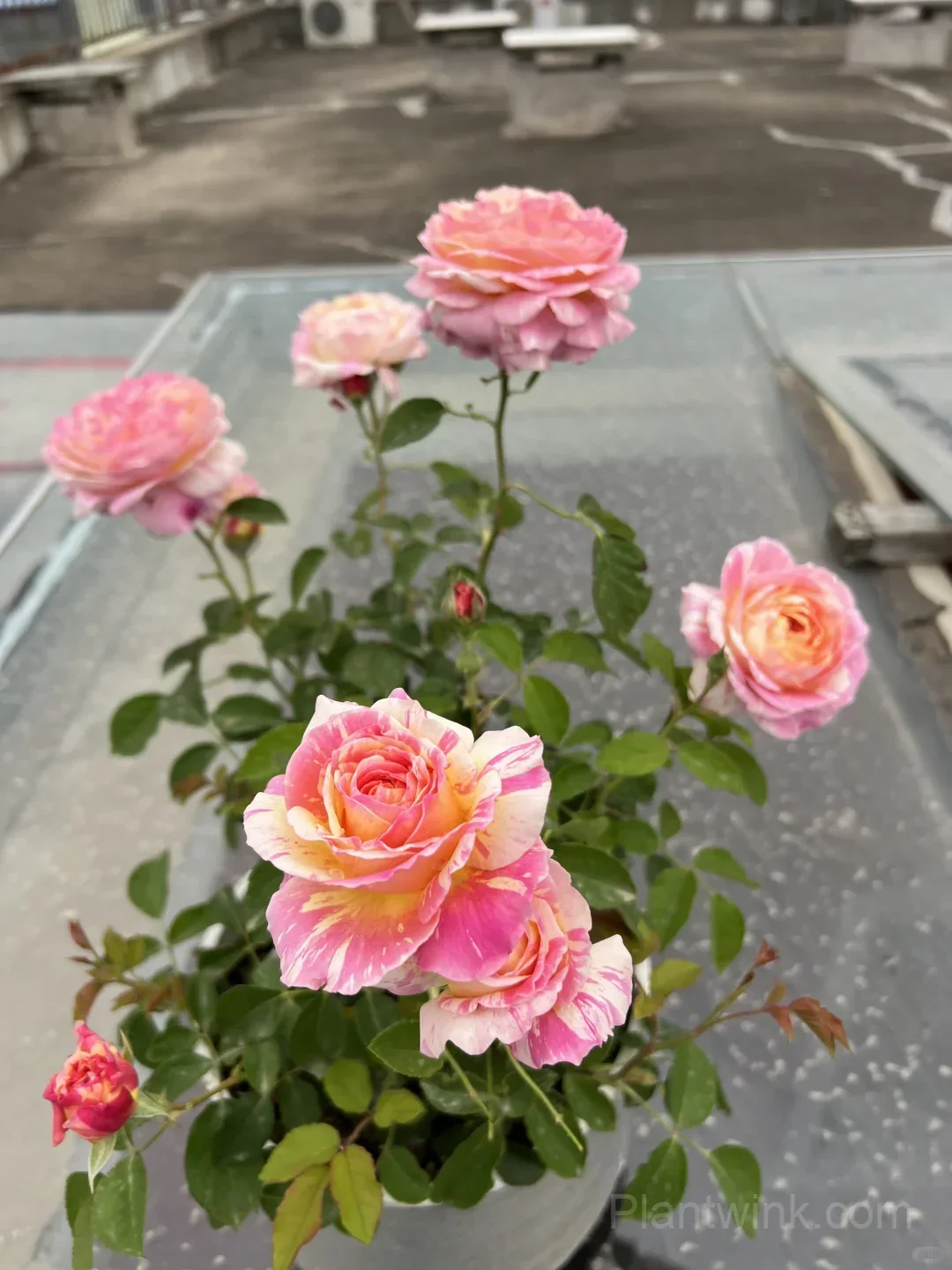 Monet Rose Seeds – Pink & Yellow Striped Roses for Garden, Patio & Home Growing - View 3
