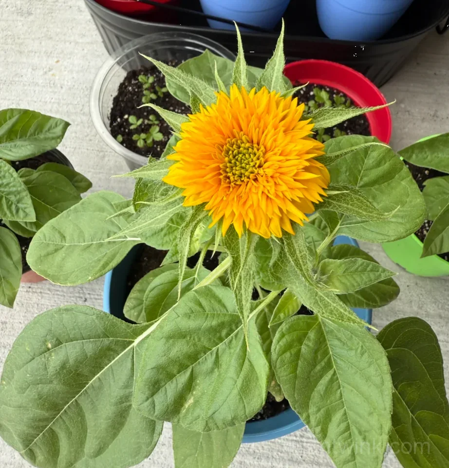Teddy Bear Sunflower Seeds – Dwarf Double Blooms, Easy to Grow & High Germination - View 9