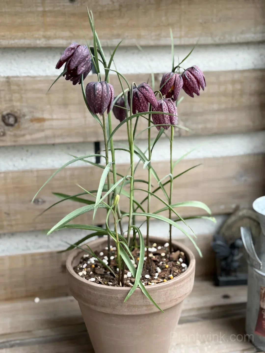 Fritillaria Meleagris Bulbs – Unique Checkered Spring Flowers for Gardens, Containers & Naturalizing detail manual selection