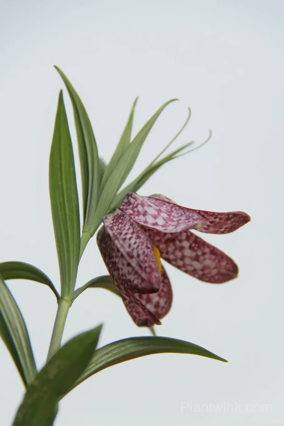 Fritillaria Meleagris Bulbs – Unique Checkered Spring Flowers for Gardens, Containers & Naturalizing - View 10