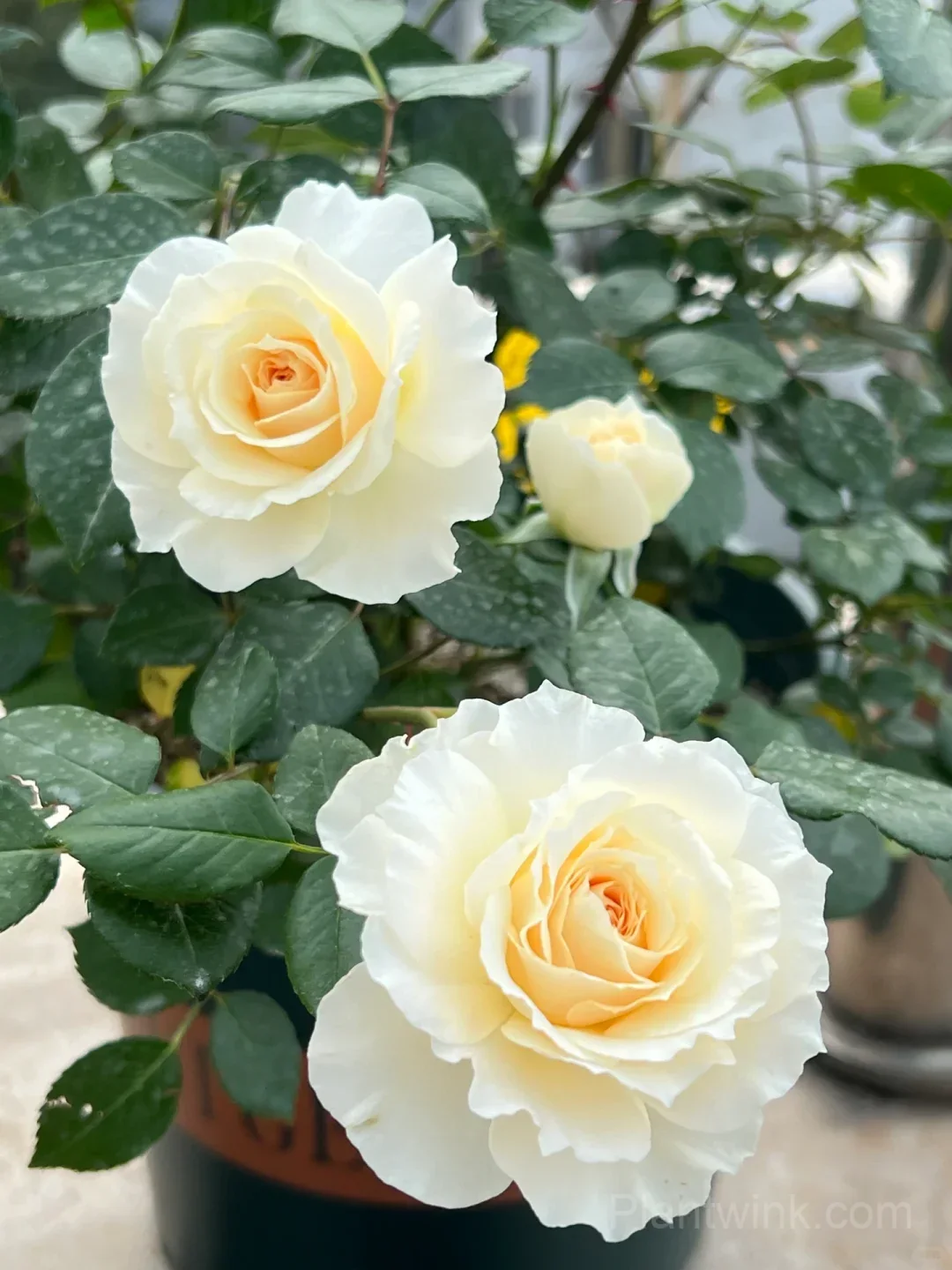 Opera Queen Rose Seeds - Cream & Apricot Bicolor Shrub Rose, Fragrant Citrus Scent - View 1