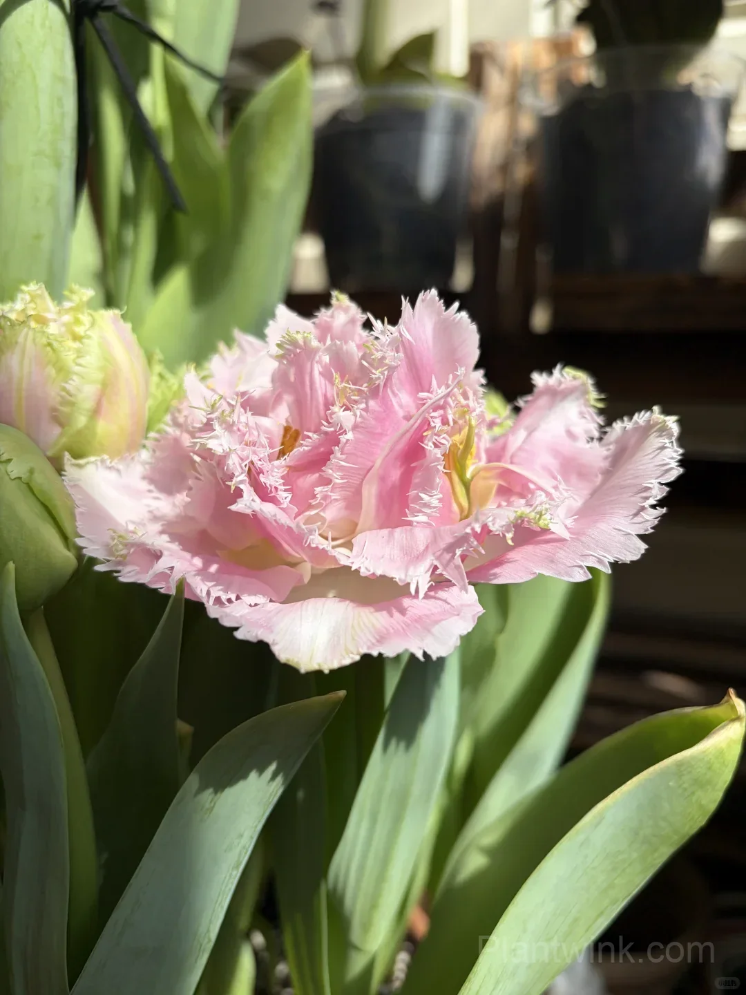 Pink Fringed Tulip Bulbs – Elegant Double-Layered Petals for Garden & Patio - View 4