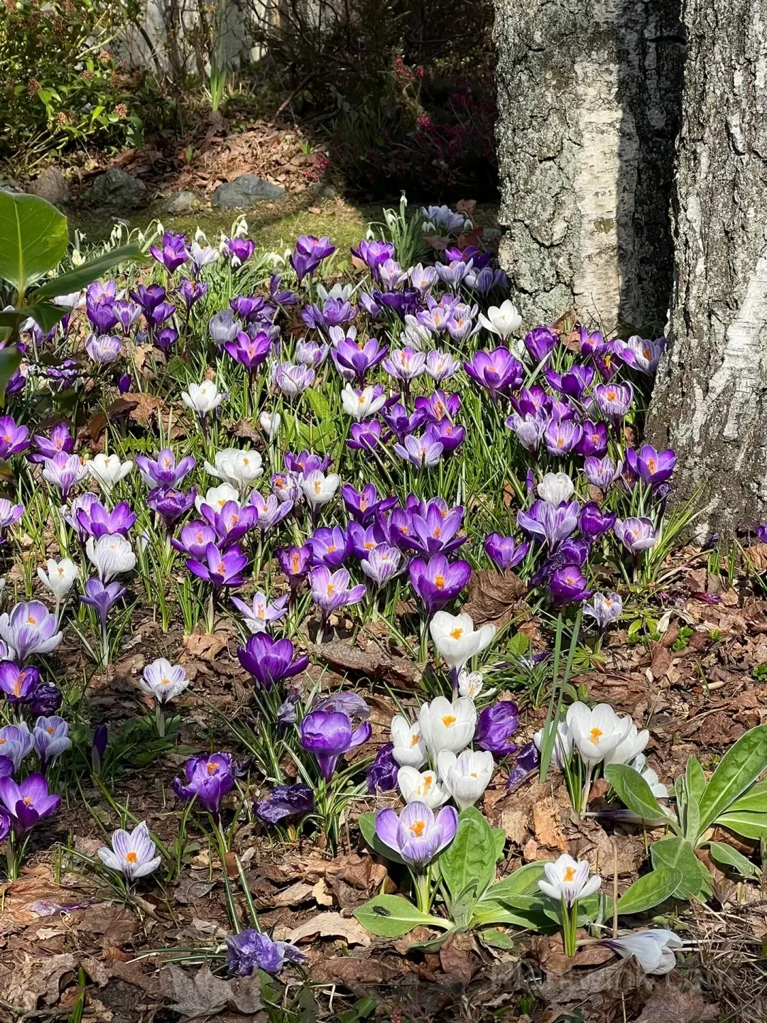 Crocus Bulbs – Colorful Spring Flowers for Garden, Pots & Landscaping detail manual selection