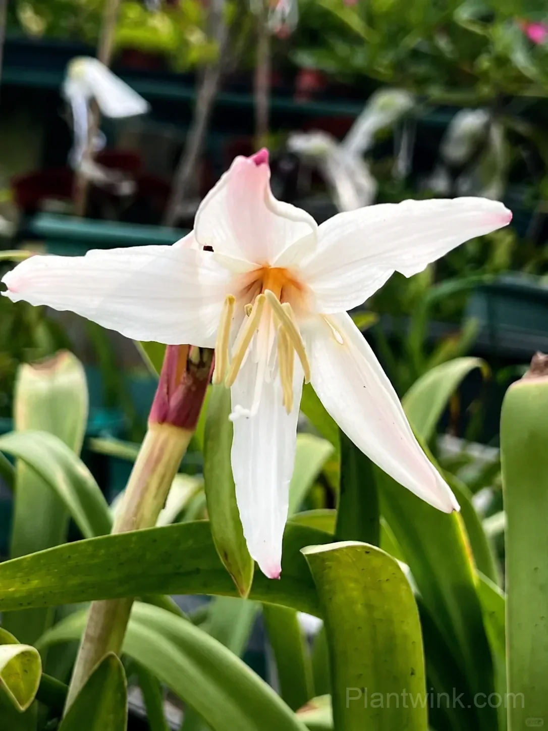 White Amaryllis Bulbs – Elegant White Blooms, Easy to Grow & Reblooming - Main