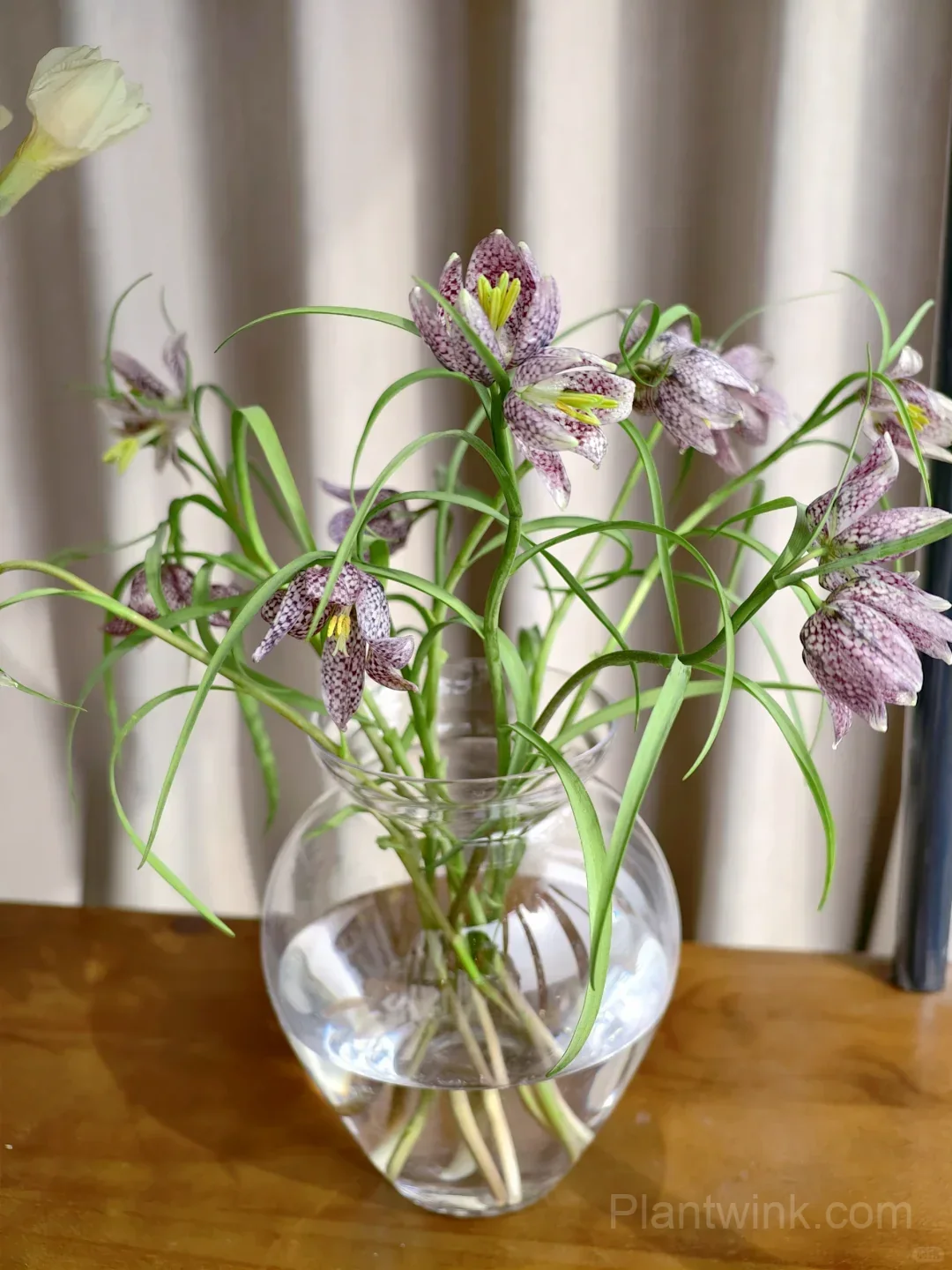Fritillaria Meleagris Bulbs – Unique Checkered Spring Flowers for Gardens, Containers & Naturalizing detail manual selection