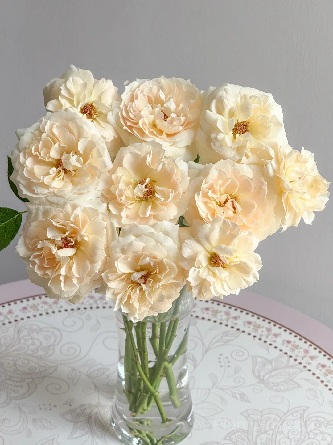 Opera Queen Rose Seeds - Cream & Apricot Bicolor Shrub Rose, Fragrant Citrus Scent detail manual selection