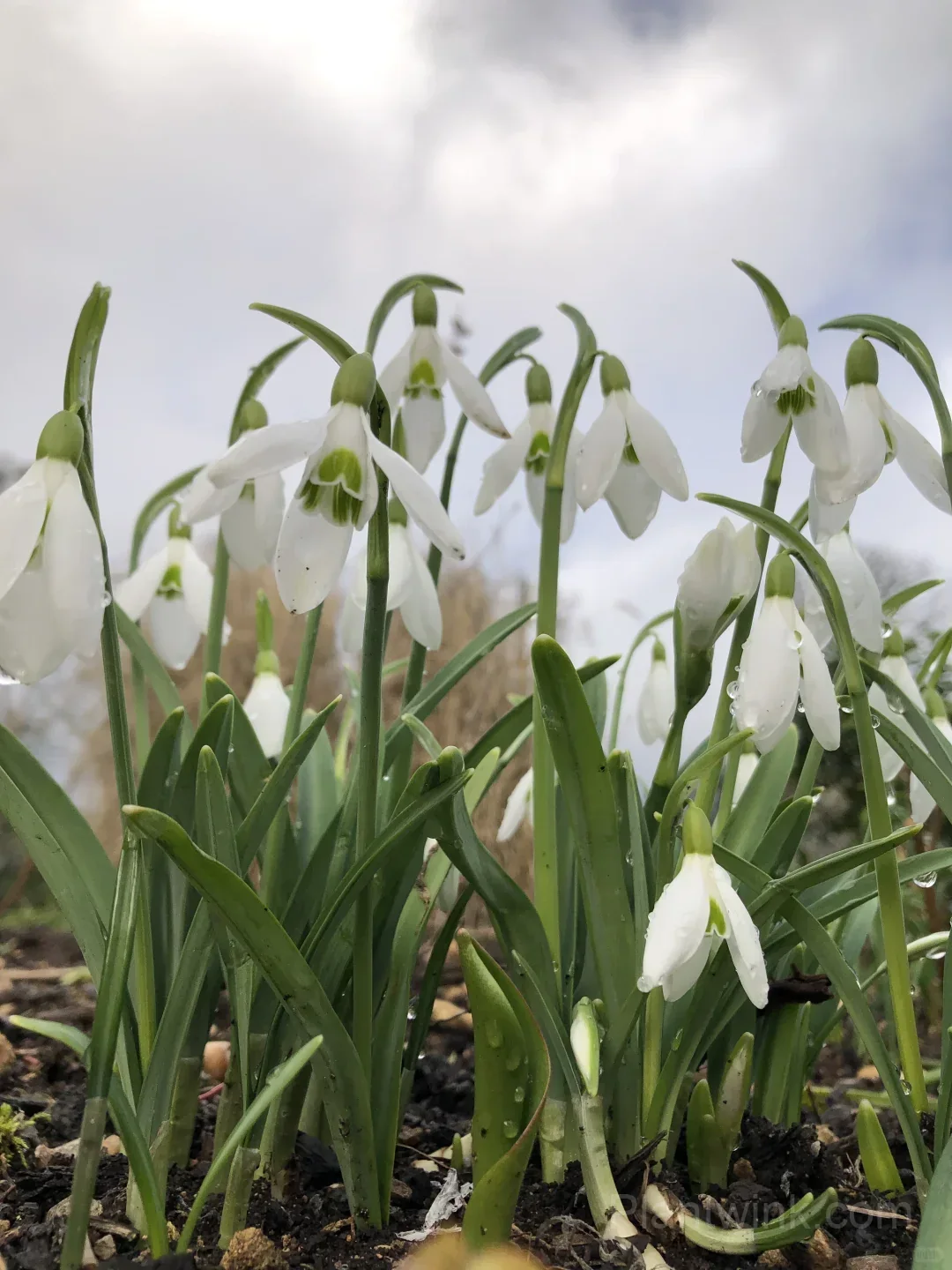 Snowdrop Bulbs (Galanthus) – Hardy White Spring Flowers for Garden, Pots & Landscaping - View 3
