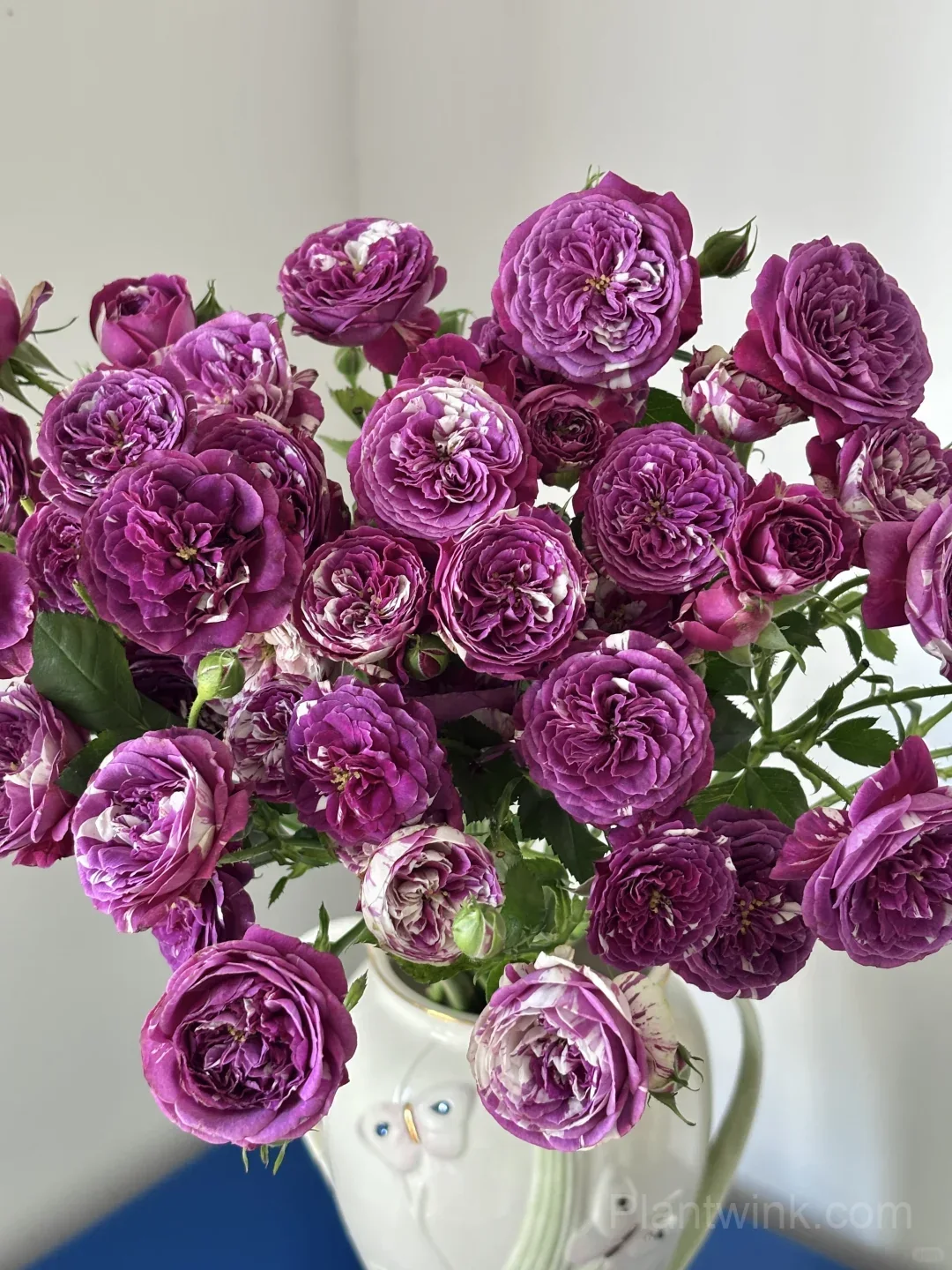 Scented Jewel Rose Seeds - Rare Purple & White Striped Miniature Rose, Strong Fragrant Patio Plant - View 2