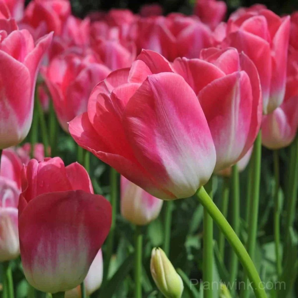 Pink & White Tulip Bulbs, Beautiful Pink Tulip Flowers for Garden, Patio & Pots - View 2