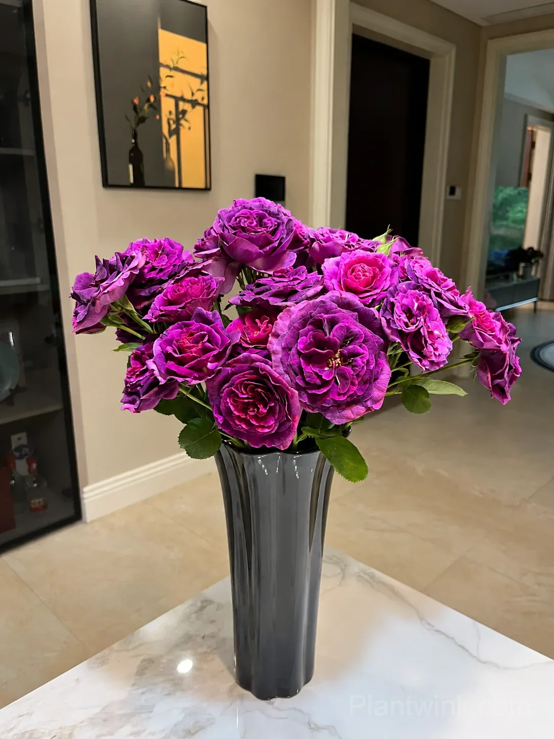 Purple Magenta Rose Seeds – Large Double Blooms, Easy to Grow - View 3