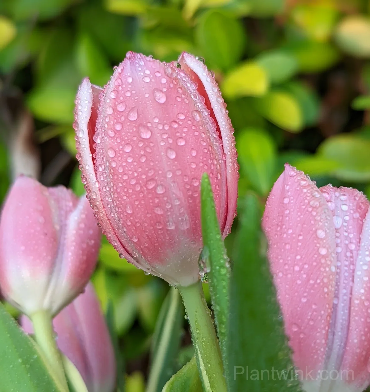 Pink Tulip Bulbs, Easy-Growing Spring Flowers for Garden & Containers - View 2