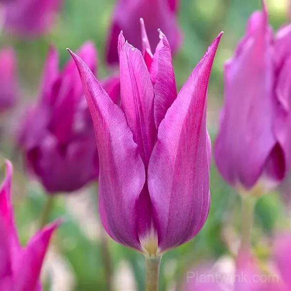 Purple Lily-Flowered Tulip Bulbs – Elegant Pointed Petals - View 3