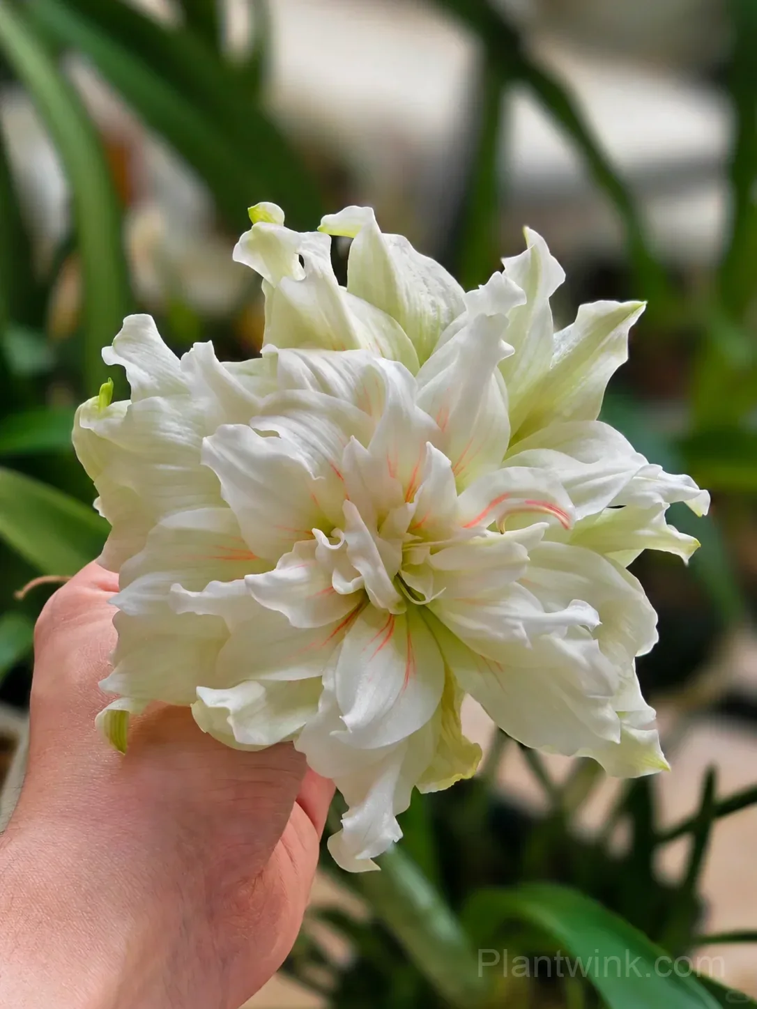 Green Amaryllis Bulbs – Unique Green Blooms, Easy to Grow & Reblooming - Alt