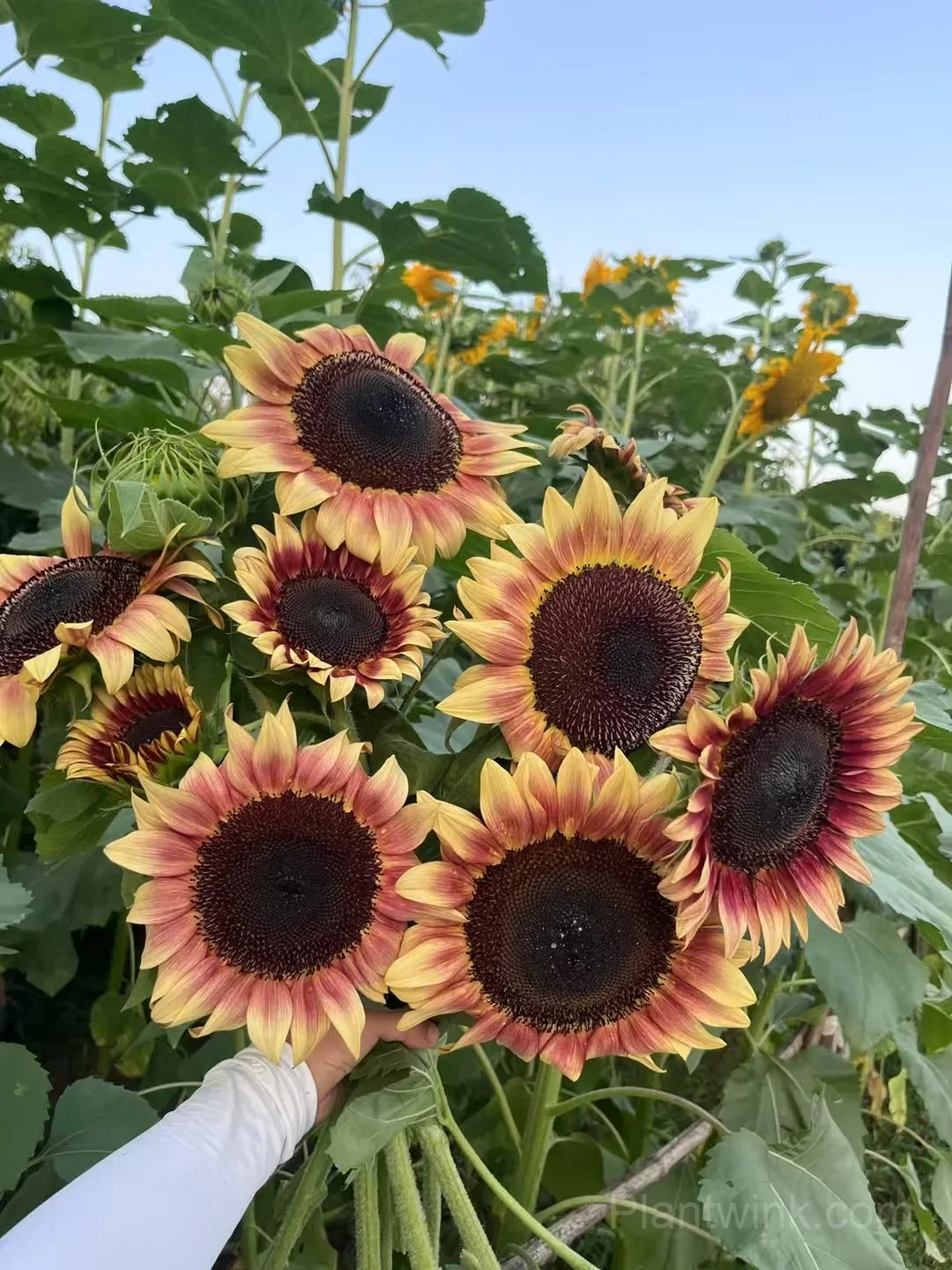 Lemon Blush Sunflower Seeds – Unique Yellow & Red Flowers for Garden & Home Growing - View 2
